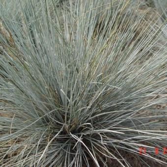 Festuca glauca 'Uchte'