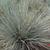 Festuca glauca 'Uchte'