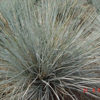 FÉTUQUE BLEU - Festuca glauca 'Uchte'