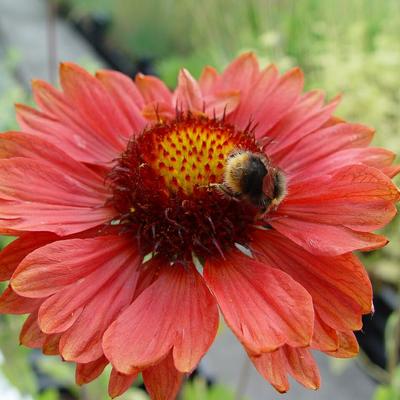 Gaillardia 'Tokayer' - Gaillardia 'Tokayer'