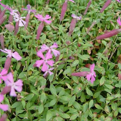 Silene schafta 'Splendens' - Silene schafta 'Splendens'