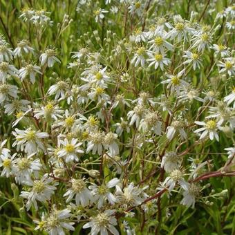 Aster umbellatus