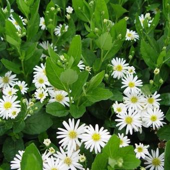 Aster ageratoides 'Starshine'