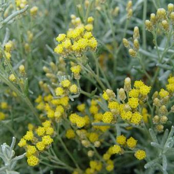 Helichrysum italicum