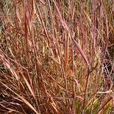 Sorghastrum nutans - Gelbes Indianergras - Sorghastrum nutans