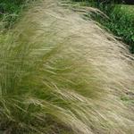 Stipa lessingiana - 