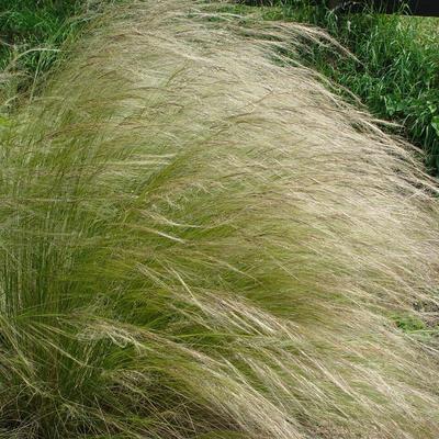 Stipa lessingiana