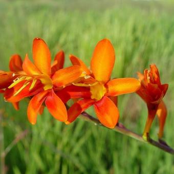 Crocosmia masoniorum