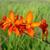 Crocosmia masoniorum