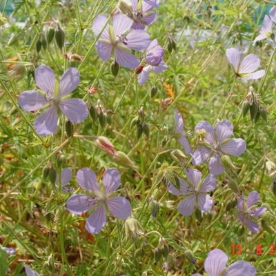 Geranium 'Blue Cloud' - Geranium 'Blue Cloud'