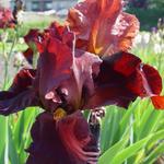 Iris germanica 'Sultan's Palace' - 