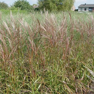 Miscanthus sinensis 'Ghana'