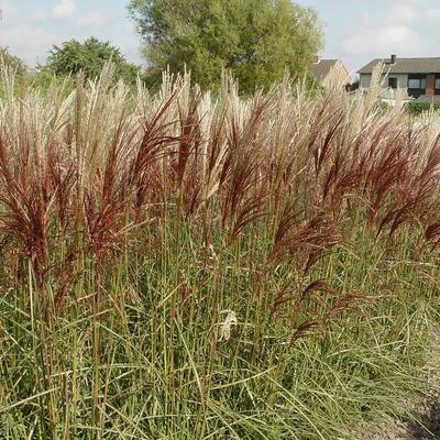 Miscanthus sinensis 'Nippon' - Miscanthus sinensis 'Nippon'