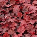 Heuchera 'Fire Chief' - 