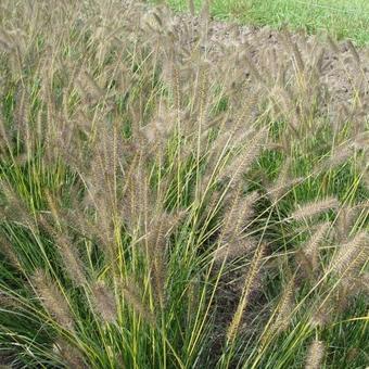 Pennisetum alopecuroides 'Gelbstiel'