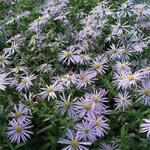 Aster pyrenaeus 'Lutetia' - 