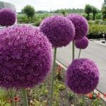 Allium giganteum - Riesen-Lauch