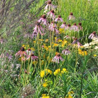 Echinacea pallida