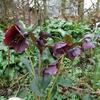 Helleborus orientalis 'Blue LADY'