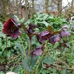 Helleborus orientalis 'Blue LADY' - 