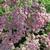 Achillea millefolium 'Wesersandstein'