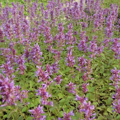 Agastache 'Purple Haze' - Agastache 'Purple Haze'