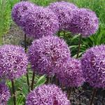 Allium 'Globemaster'