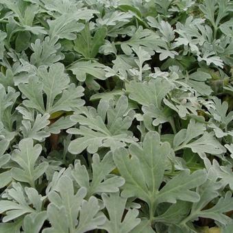 Artemisia stelleriana 'Boughton Silver'