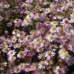 Aster ericoides 'Pink Cloud' - 