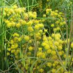 Aster linosyris - Gold-Aster