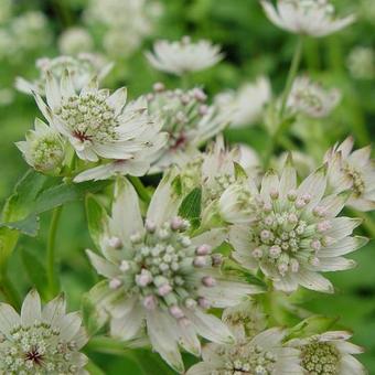 Astrantia major 'Star Of Billion'