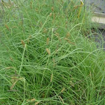 Carex flacca 'Buis'