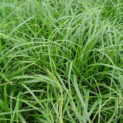 Carex oshimensis 'JS Greenwell' - Carex oshimensis 'JS Greenwell'