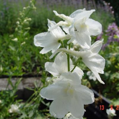 Delphinium 'Casa Blanca'  - Delphinium 'Casa Blanca' 