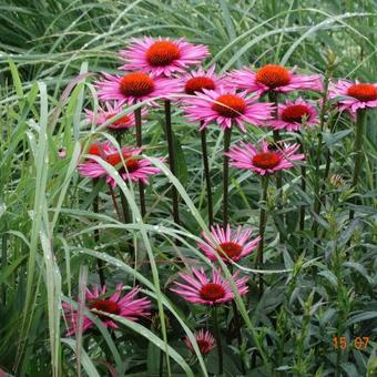 Echinacea purpurea ‘Pica Bella’