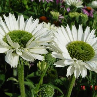 Echinacea purpurea 'Virgin'