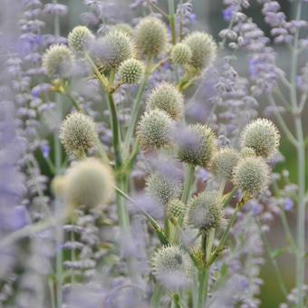 Eryngium yuccifolium