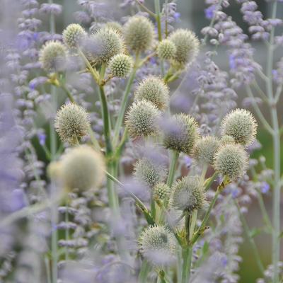 Panicaut à feuilles de yucca - Eryngium yuccifolium