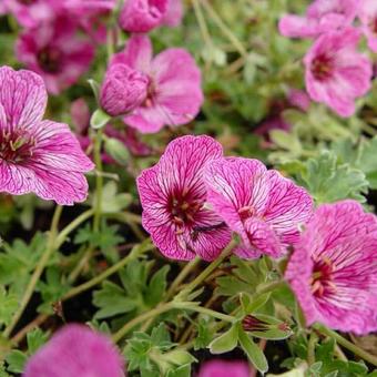 Geranium cinereum 'Laurence Flatman'