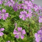 Geranium 'Sirak' - Geranium 'Sirak'