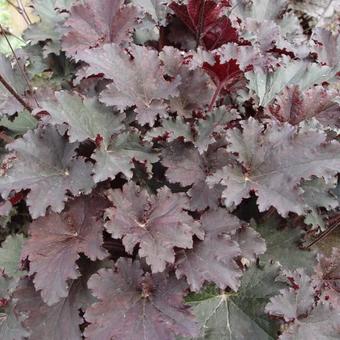 Heuchera 'Binoche'