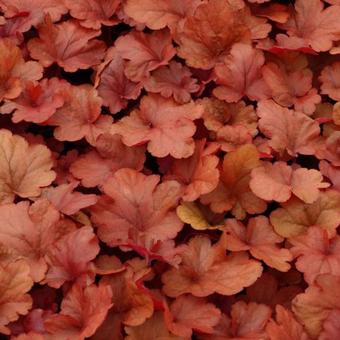 Heuchera 'Fire Alarm'