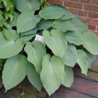 Hosta 'Blue Angel'