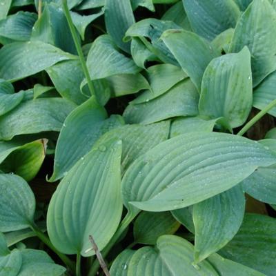 Hosta 'Fragrant Blue' - Hosta 'Fragrant Blue'