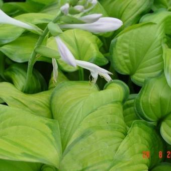 Hosta 'Guacamole'