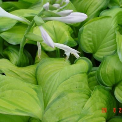 Hosta 'Guacamole' - Hosta 'Guacamole'