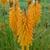 Kniphofia 'Mango POPSICLE'