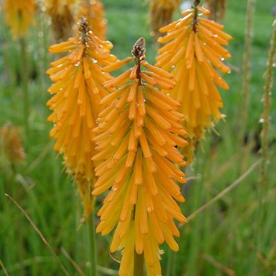 Kniphofia 'Mango POPSICLE'