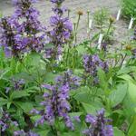 Nepeta kubanica - 