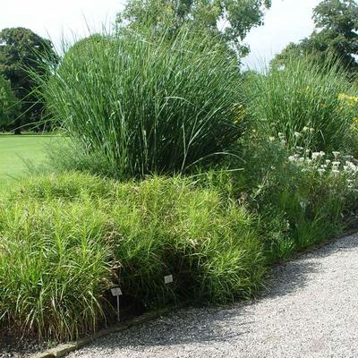 Panicum virgatum 'Cloud Nine'